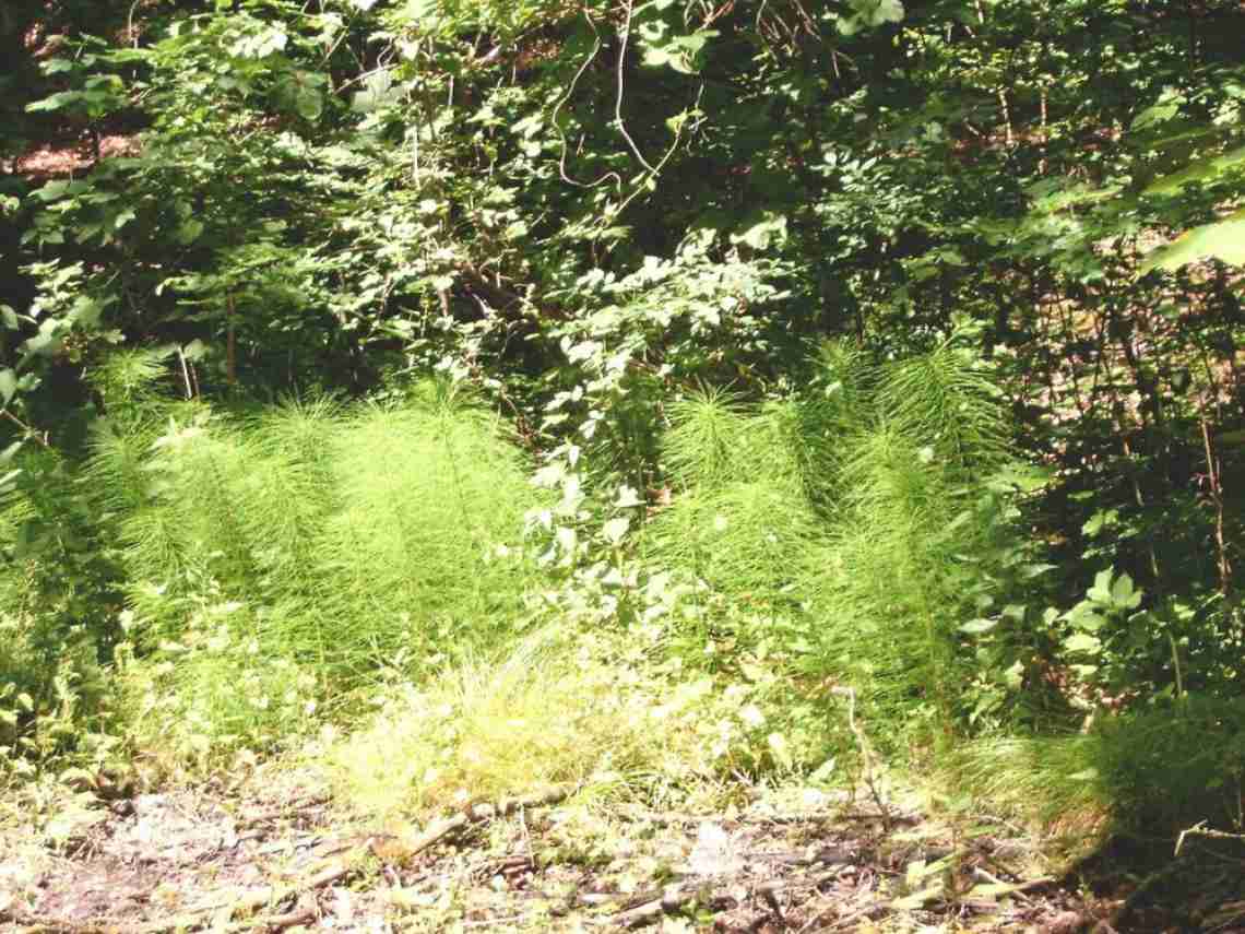 Cedyński Park Krajobrazowy